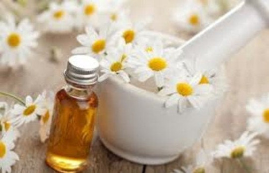Chamomile Essential Oil | 1floz to 4floz | 100% Pure Natural Chemical Free